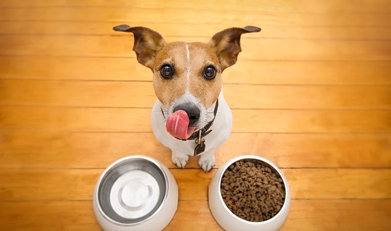 Pet Food Delivery in UAE